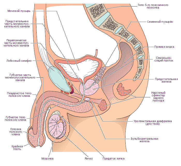 анатомия и структура предстательной железы